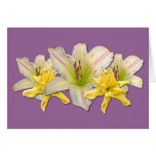 Daylily 'Dr. Strangelove'