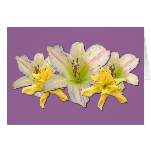 Daylily 'Dr. Strangelove' (Front Horizontal)