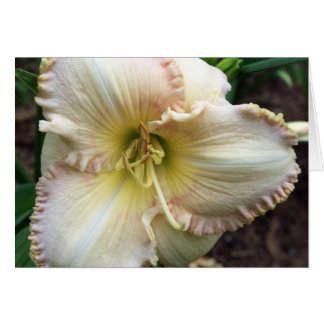 Daylily Dreaming