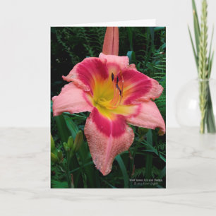 Daylily Flower / Lily / Rosy Pink With Red Eye / Card