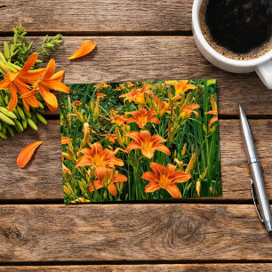 Daylily Garden / Orange Lily Flowers Photograph Postcard