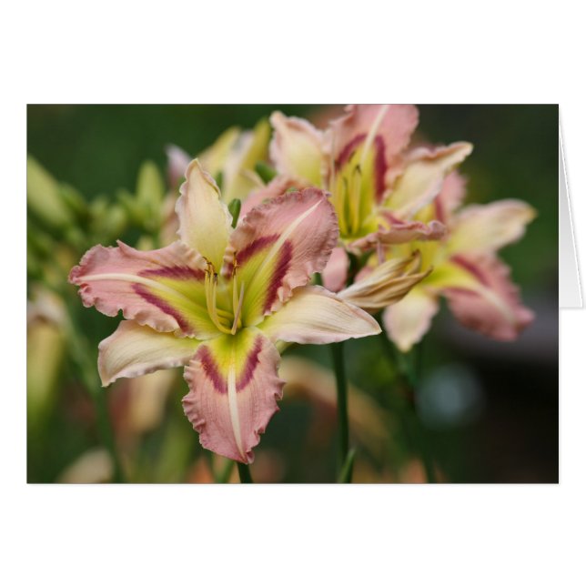 Daylily 'Heavenly Pink Butterfly (Front Horizontal)