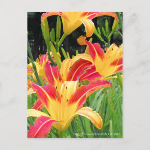 Daylily: Hemerocallis‘Bonanza’ [Postcard] Postcard