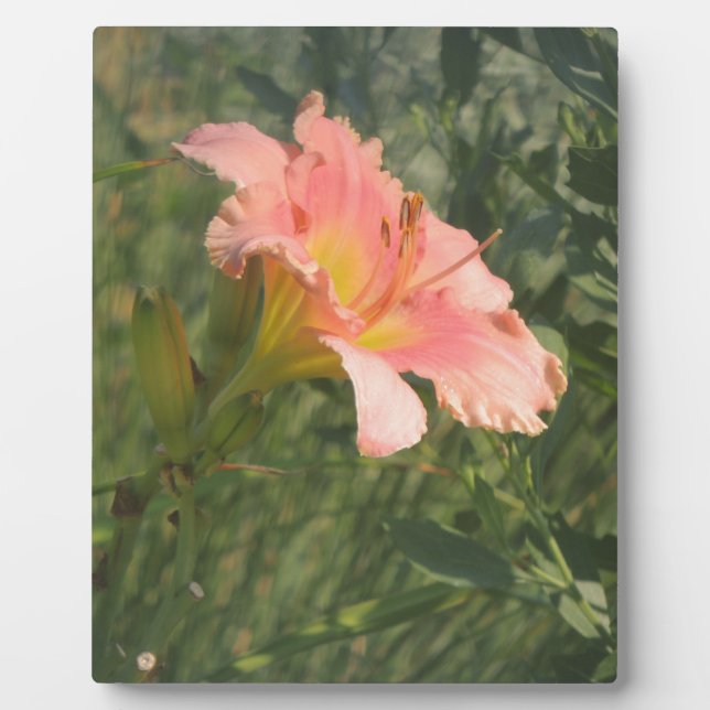 Daylily in the Sun Plaque (Front)