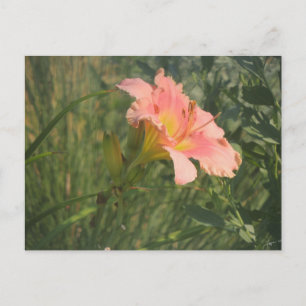 Daylily in the Sun Postcard