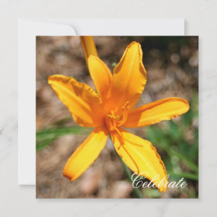 Daylily Invitation