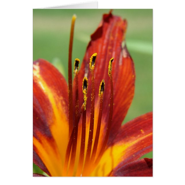 Daylily Macro Photo (Front)