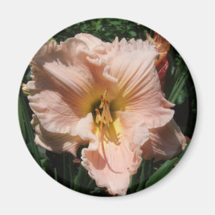 daylily magnet