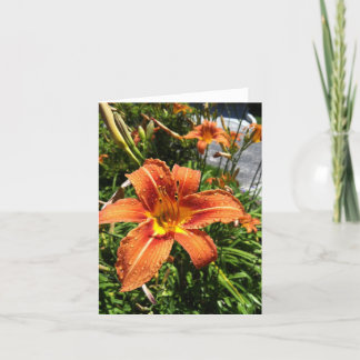 Daylily Notecards