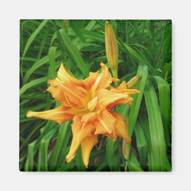 daylily: orange -Magnet Magnet (Front)