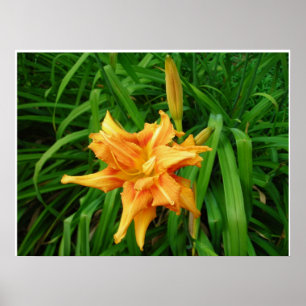 Daylily: Orange Poster