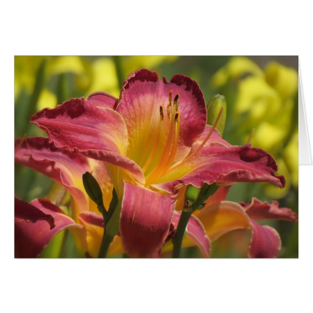 Daylily Sheik (Front Horizontal)
