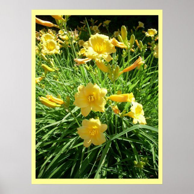 Daylily Splendour Poster (Front)