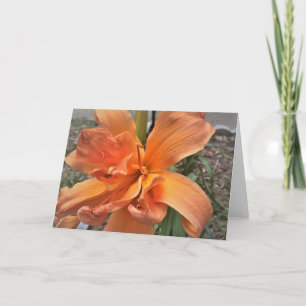 Daylily, 'Tangerine Truffles' Card