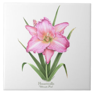 Daylily - Ultimate Pink Ceramic Tile