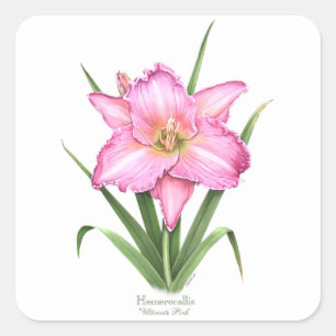 Daylily - Ultimate Pink Square Sticker