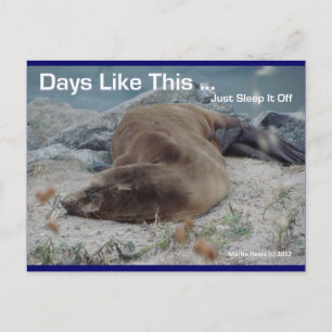 Days Like This (Sea Lion) - Postcard