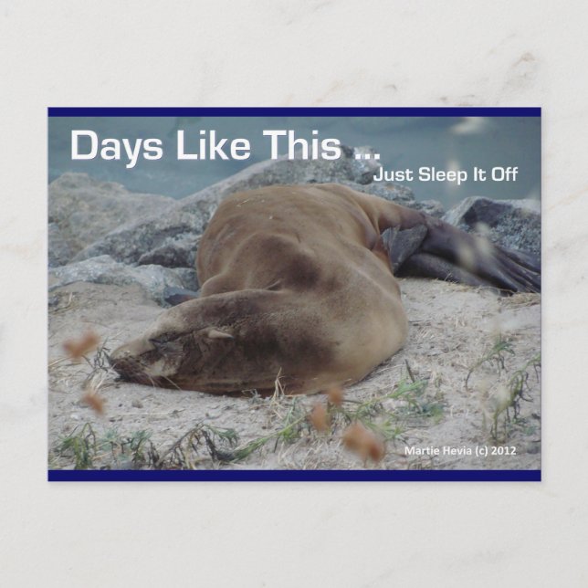 Days Like This (Sea Lion) - Postcard (Front)