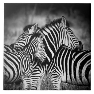 Dazzle of Zebra  Ceramic Tile