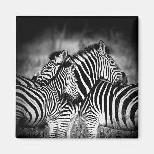 Dazzle of Zebra  Magnet