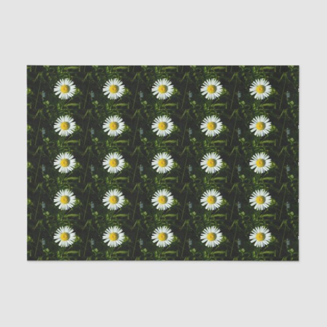 Dazzling Daisy Tissue Paper (Front)