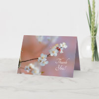 Dazzling Japanese Apricot Blossoms