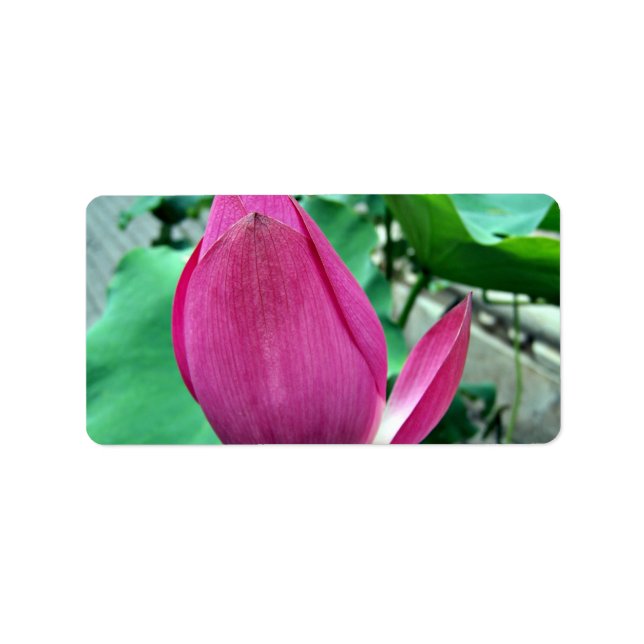 Dazzling Pink Lotus Flower Label (Front)