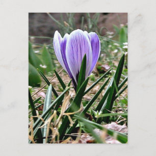 Dazzling Purple Crocus Flowers Postcard