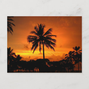 Dazzling Tropical Sunset Postcard