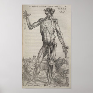 De Humani Corporis Poster