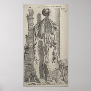 De Humani Corporis Poster