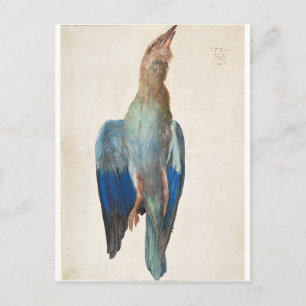 Dead Blue Roller by Albrecht Durer Postcard