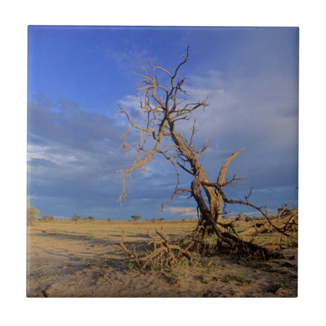 Dead Camel Thorn (Acacia Erioloba) Tree Ceramic Tile (Front)