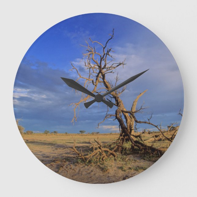 Dead Camel Thorn (Acacia Erioloba) Tree Large Clock (Front)