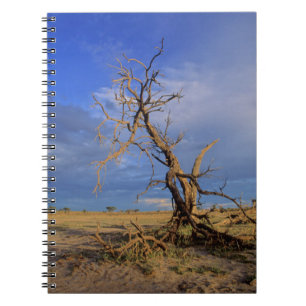 Dead Camel Thorn (Acacia Erioloba) Tree Notebook