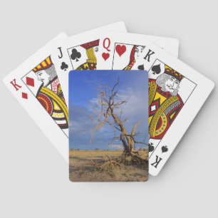Dead Camel Thorn (Acacia Erioloba) Tree Playing Cards