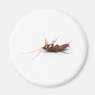 Dead cockroach magnet