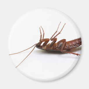 Dead cockroach magnet