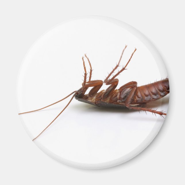 Dead cockroach magnet (Front)