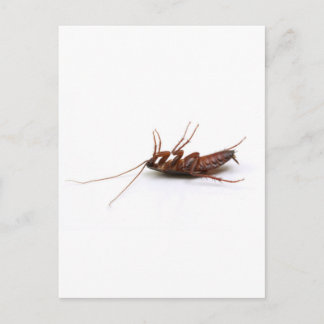 Dead cockroach postcard