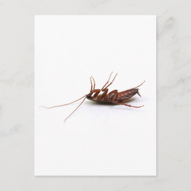 Dead cockroach postcard (Front)