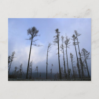 Dead forest postcard