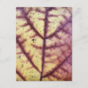 Dead Leaf Texture Postcard