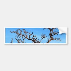 dead tree bumper sticker
