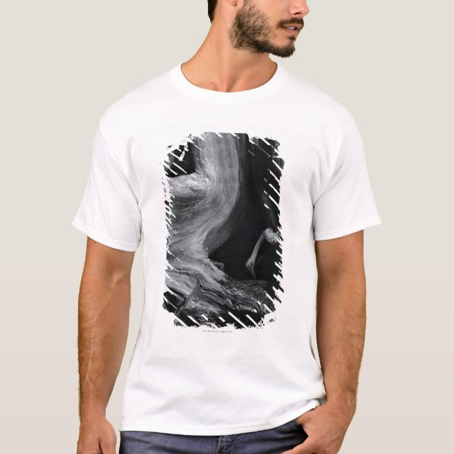 Dead tree trunk T-Shirt (Front)