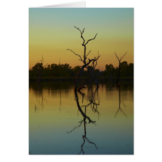 Dead trees reflected in Lily Creek Lagoon, dawn (Front)