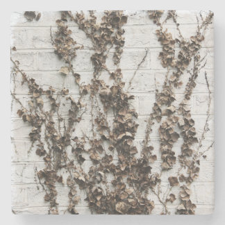 Dead Vines Stone Coaster
