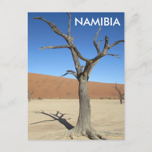 Dead Vlei, Namibia Postcard