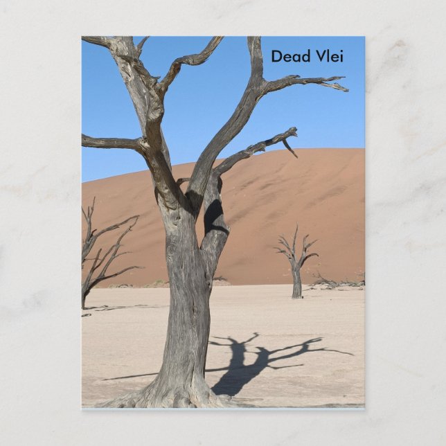 Dead Vlei, Namibia Postcard (Front)