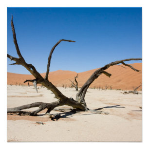 Dead Vlei, Namibia Poster